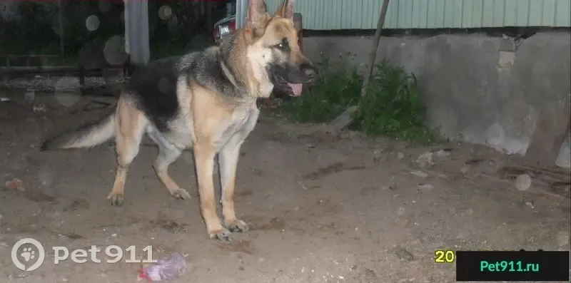 Пропала собака в Ленинском районе Костромы - photo