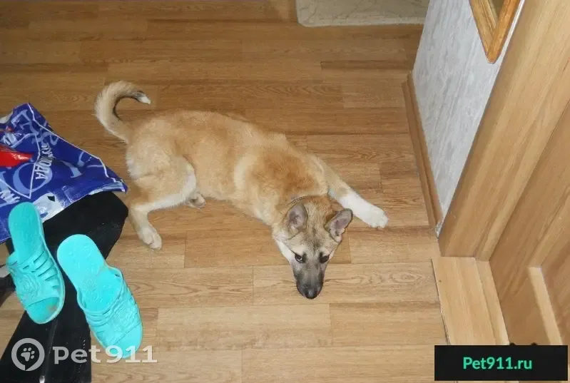 Найдена собака на углу Милицейской и Ленина в Кирове - photo