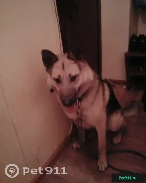 Умная собака с ошейником и поводком найдена в Златоусте - photo