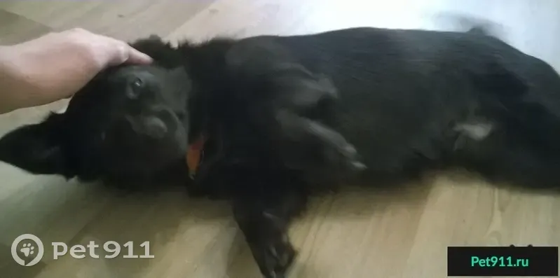 Найдена черная собака в Омске - photo