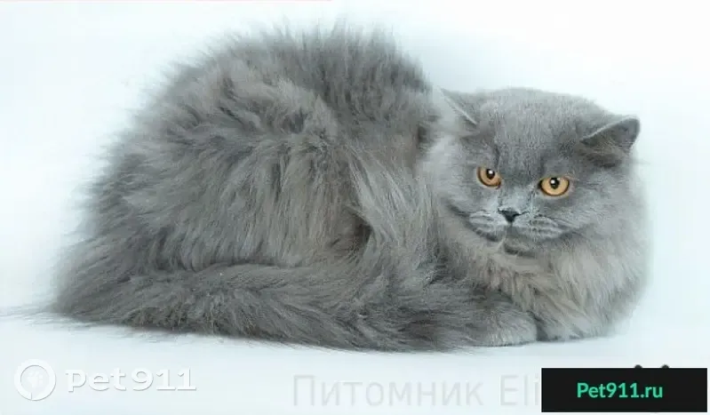 Пропал кот на ул. Луначарского, Сочи - photo