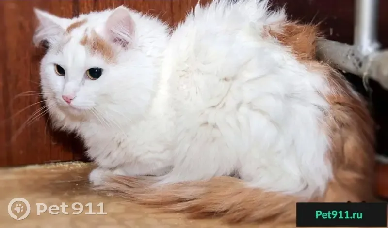 Пушистая кошка найдена в Мкр Комсомолький, Пермь - photo