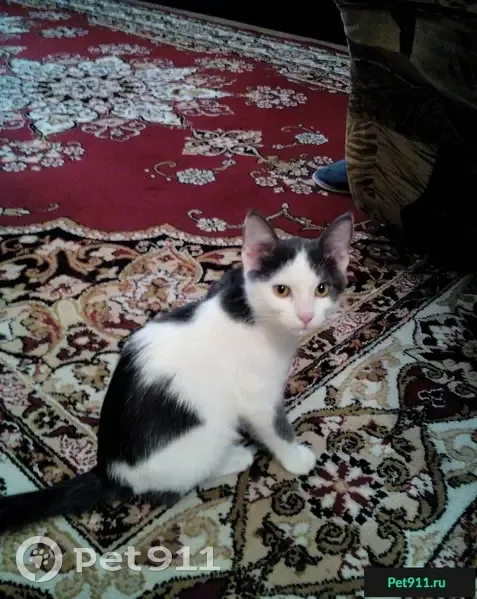 Найден котенок на улице Генерала Лизюкова - photo