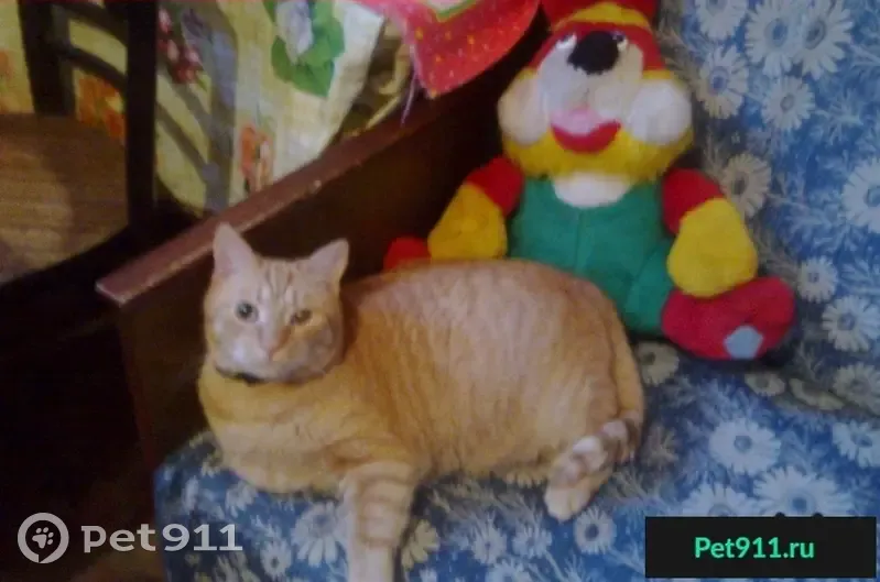 Пропал кот на ул. Павловская д41 (13 лет, рыжий, слепой глазик) - photo