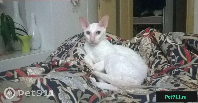 Пропала белая кошка в селе Темпы, Талдомский район - photo