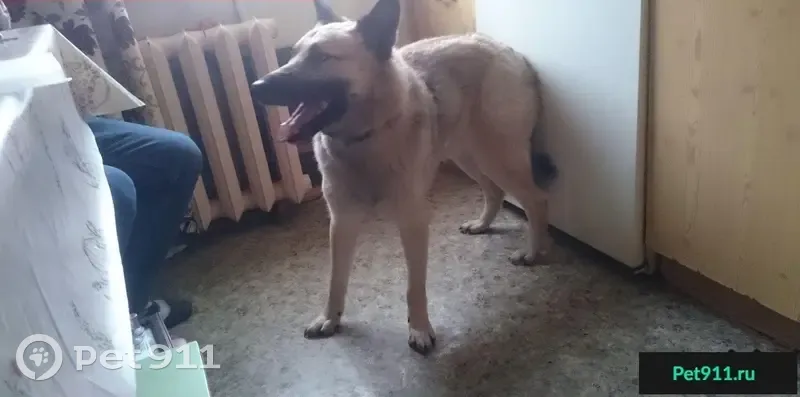Пропала собака Яша в Кастораме - photo