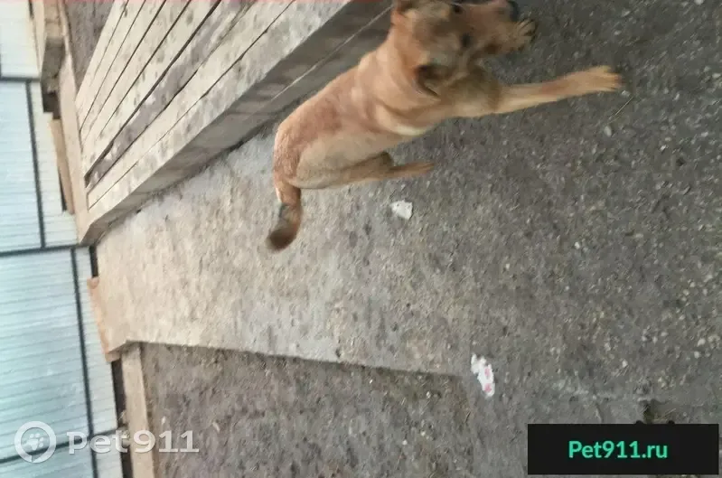 Пропала собака в Ленинском районе СПб - photo