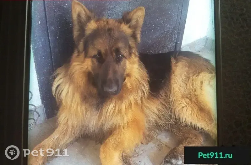 Пропала собака в районе Борисовка 8 Щель - photo