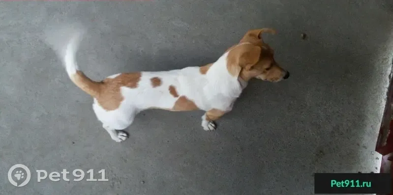 Пропала собака на ул. Дзержинского в Таганроге - photo