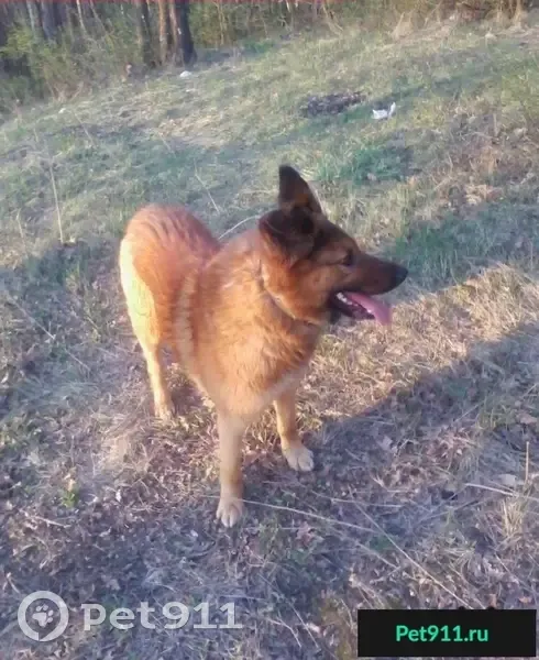 Пропала собака в Ленинском районе, нужна помощь! - photo