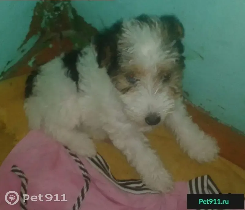 Пропала собака фокстерьер в Новочеркасске, пр. Платова 32. - photo