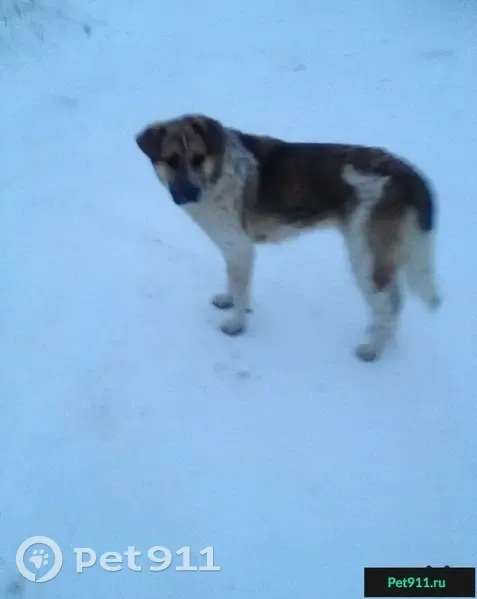 Найдена собака в деревне Трошково, Раменский район - photo