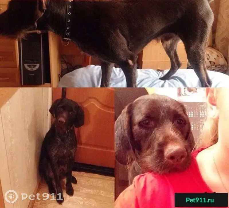 Пропала собака Граф в районе Глумилино, Уфа - photo