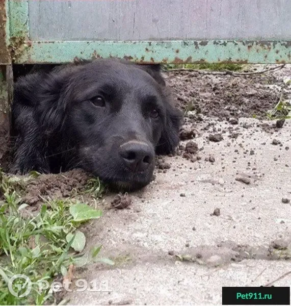 Пропала собака в Видновском лесопарке! - photo