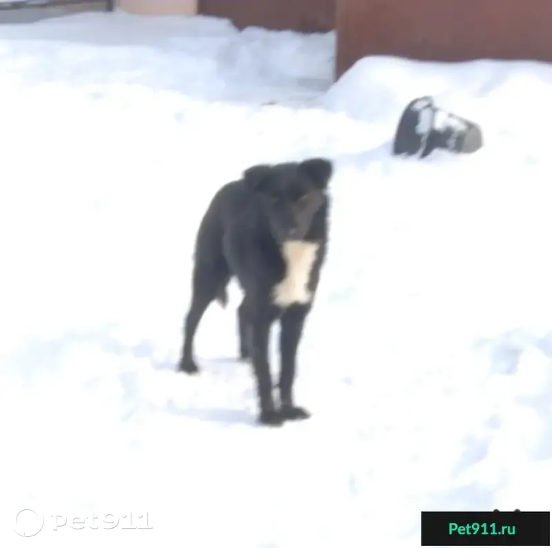 Найдена собака в поселке Краснооктябрьский - photo