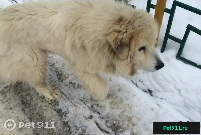 Найдена белая собака в Нахабино - photo