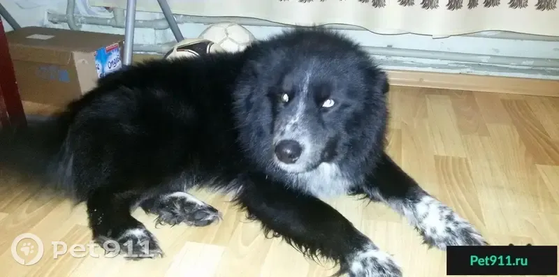 Найдена черная собака в селе Сновицы, Владимирская область - photo
