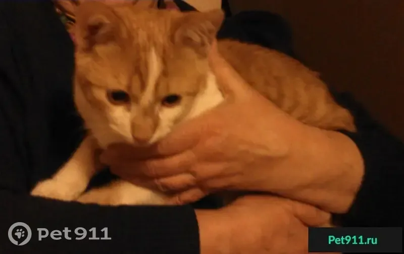Найден домашний котенок в Волжском - photo