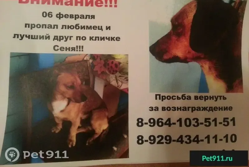 Пропала собака в Братске - photo