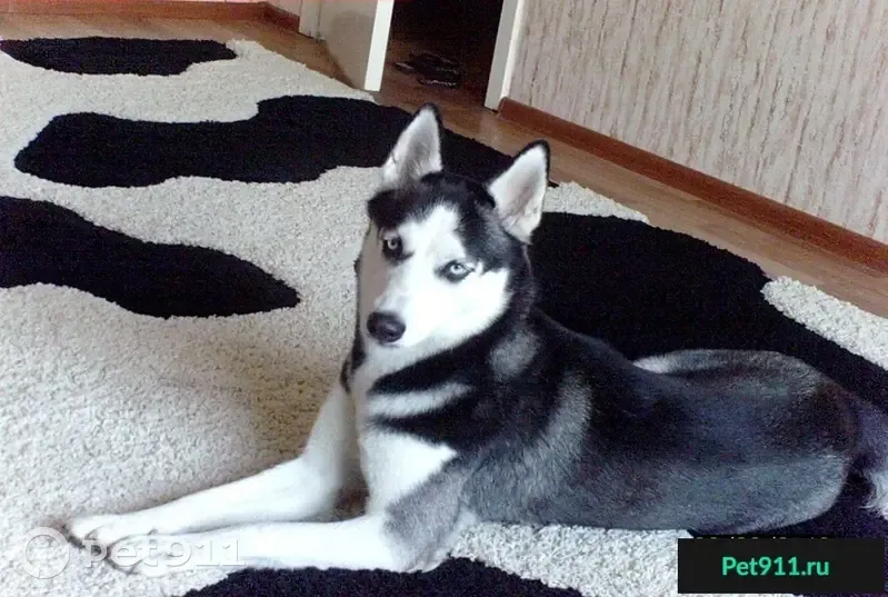Пропала собака Бэтти в Краснодаре - photo