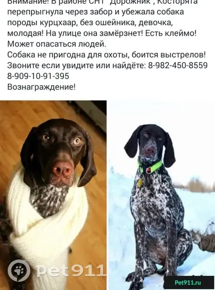 Пропала собака Потеряшка в деревне Косторята, Пермский край - photo