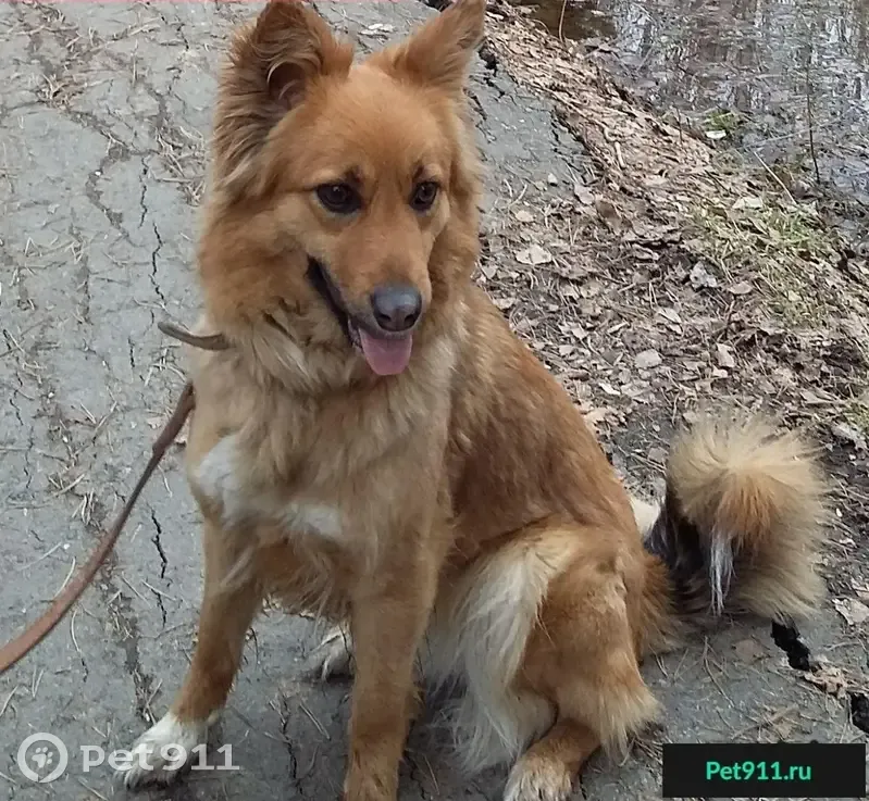 Пропала рыжая собака Ника в Шабровском поселке - photo