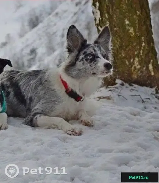 Пропала собака в Котельниках, Москва - photo