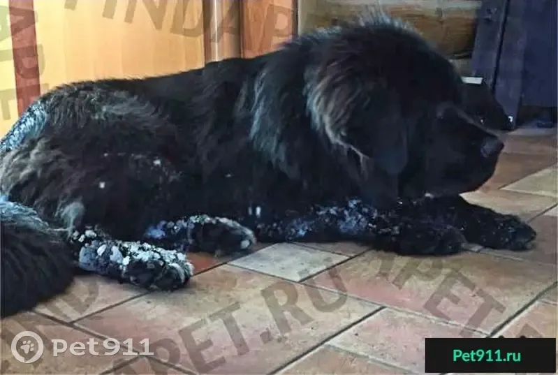 Найдена собака в Троицке, ищем хозяина - photo