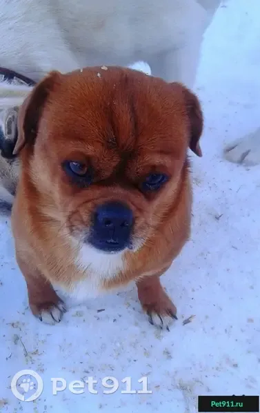 Найдена собака на Симферопольском ш. в Манушкино - photo