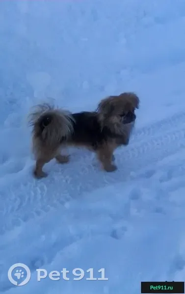 Пропала собака в Ижевске, пос. Белые росы, цвет - черно-рыжий. - photo