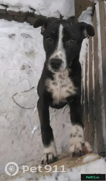 Найден пес в Омске, ищем хозяев. - photo