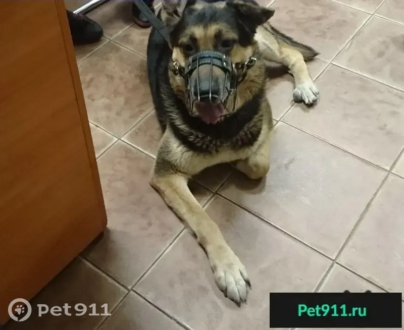 Найдена собака на кольце Пермь 2, нужна помощь в поиске хозяев! - photo