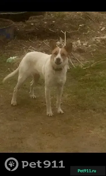 Собака найдена в Голицыно - photo