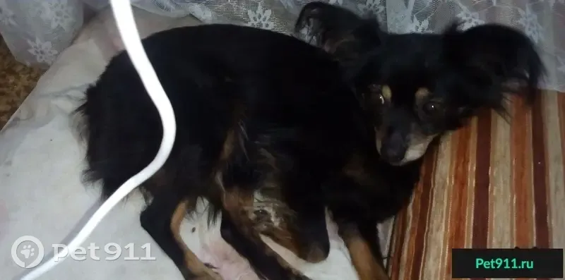 Найдена старая чёрная собачка в Тольятти - photo