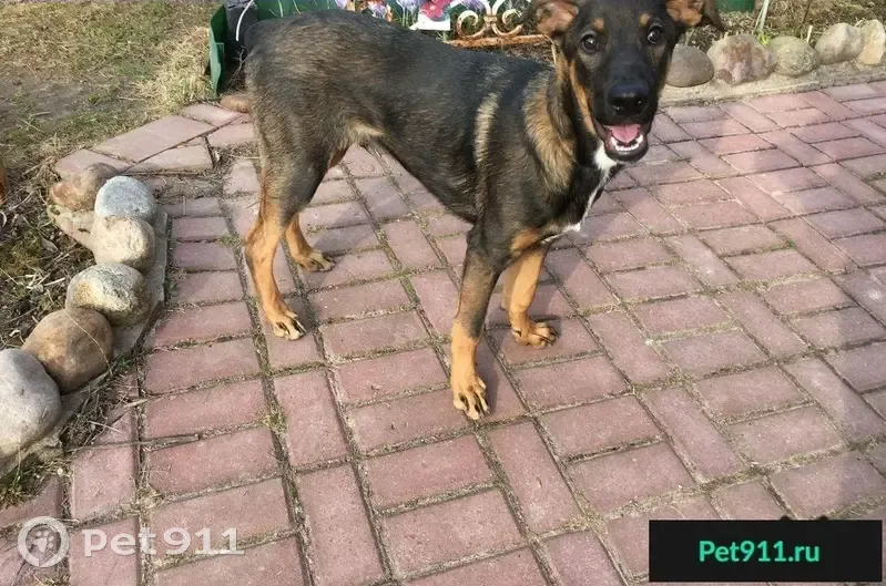 Найдена собака в Калуге, квартал Терепец - photo