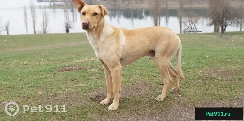 Найден пес-метис на водохранилище в Симферополе - photo