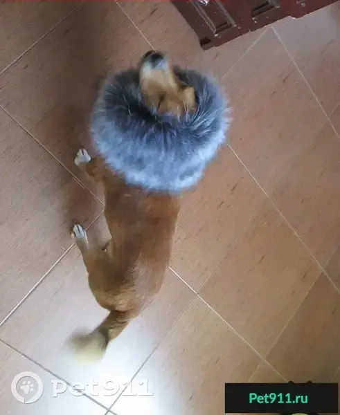 Потерялась собака на ул. Мазурова - photo