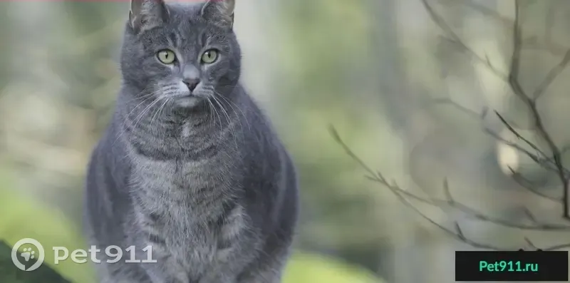 Пропал кот Мишаня на ул. Советской, Сельмаша - photo