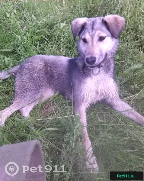 Пропала собака в Шилово, Рязанская область | Pet911.ru