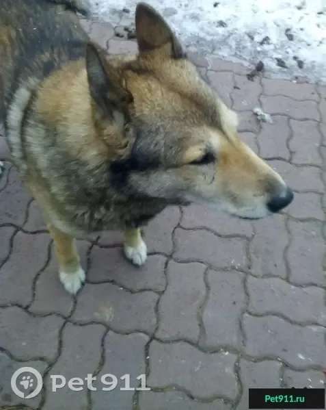 Собака ищет хозяина в Магнитогорске, пос. Крылова. | Pet911.ru