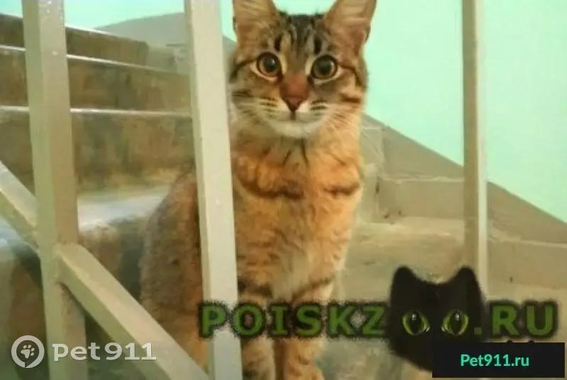 Найдена кошка: Говорова 8, Одинцово | Pet911.ru