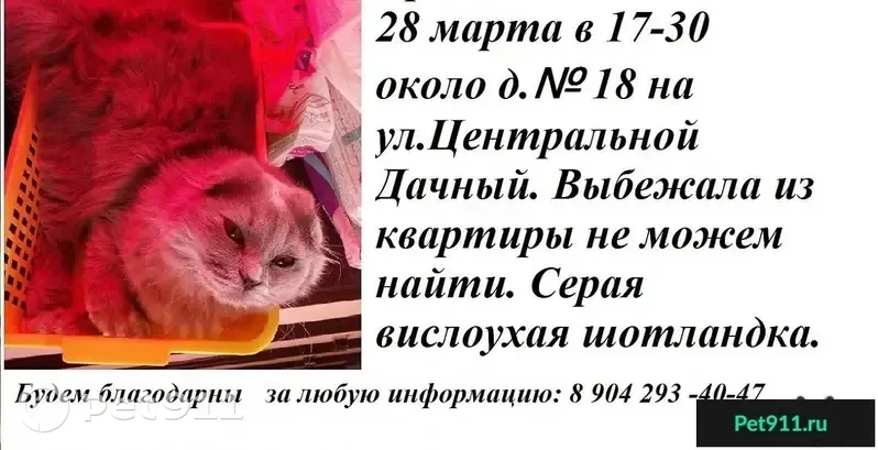 Пропала кошка в Липецке, п. Дачный, ул. Центральная, 18. | Pet911.ru