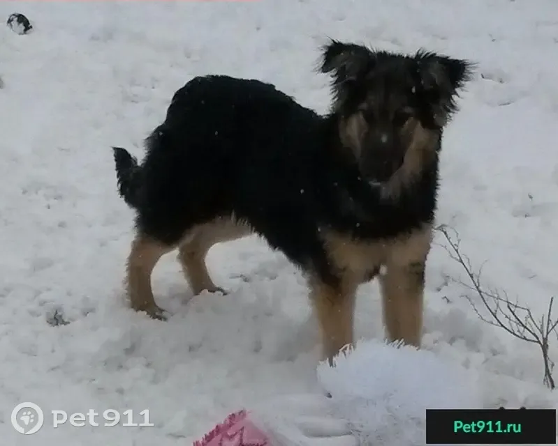 Пропал щенок на ул. Далекая, район Монастырька, Гомель - photo