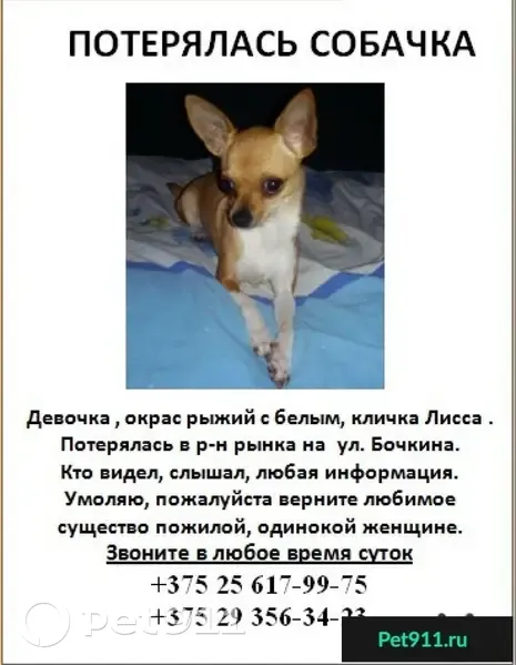 Пропала рыжая Чихуашка возле рынка на Бочкина в Западном Гомеле - photo