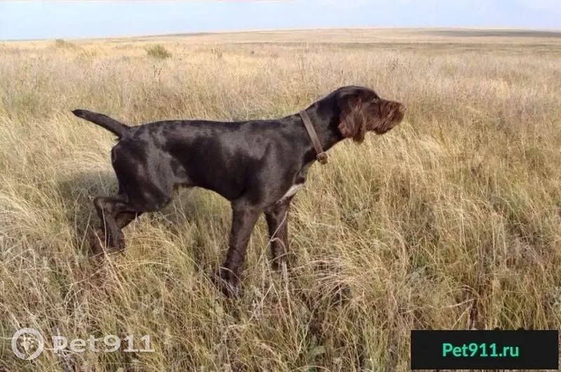 Пропала собака в Магнитогорске, ищем Максимальный репост! | Pet911.ru