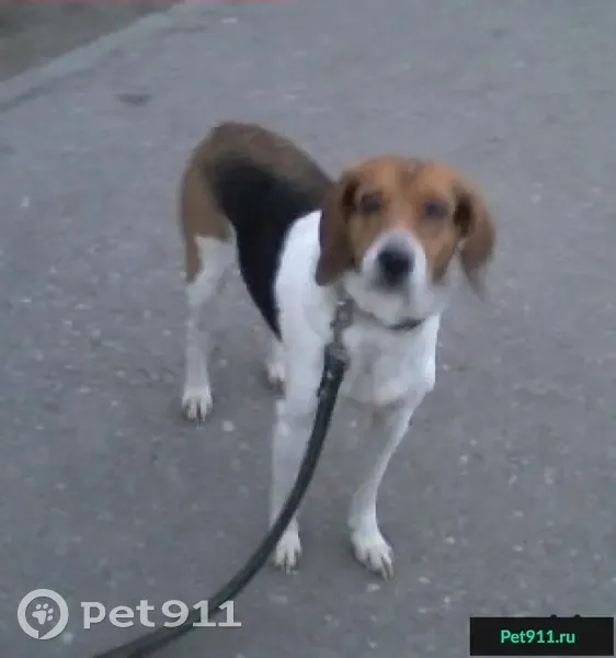 Пропала собака в Середкинской волости | Pet911.ru