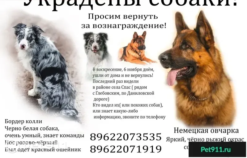 Пропали 2 умные и добрые собаки в селе Спас | Pet911.ru