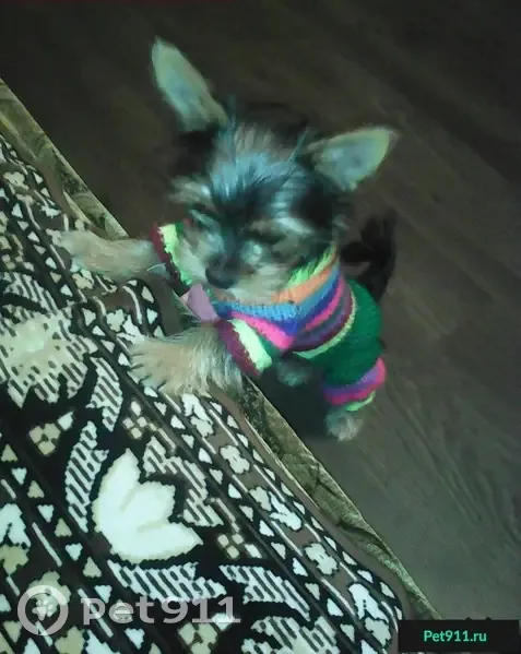 Пропала собака в Сакском районе, с. Червоное - photo