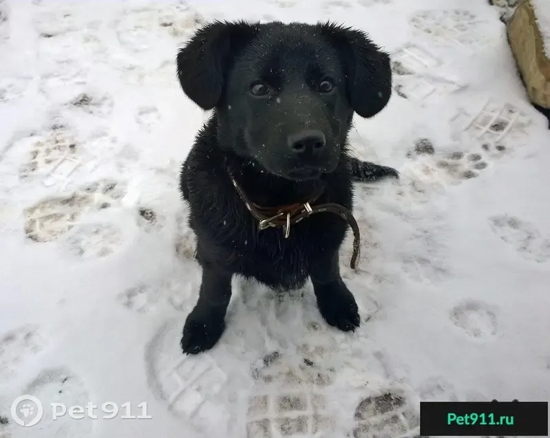 Найдена черная сука-щенок возрастом 4 мес. в с. Шипово, Уфа. | Pet911.ru