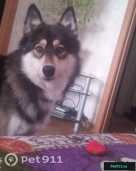 Пропала собака Алдан, ул.60 лет СССР, Гомель - photo